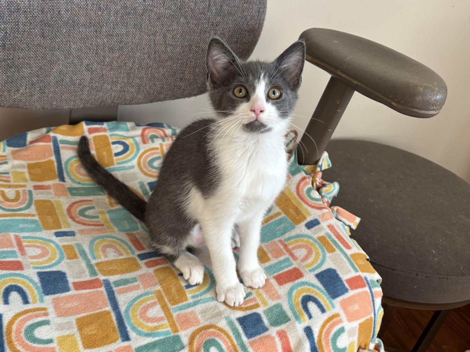 Mireille, a Adopted mixed breed in Laguna Niguel, CA image 1/3