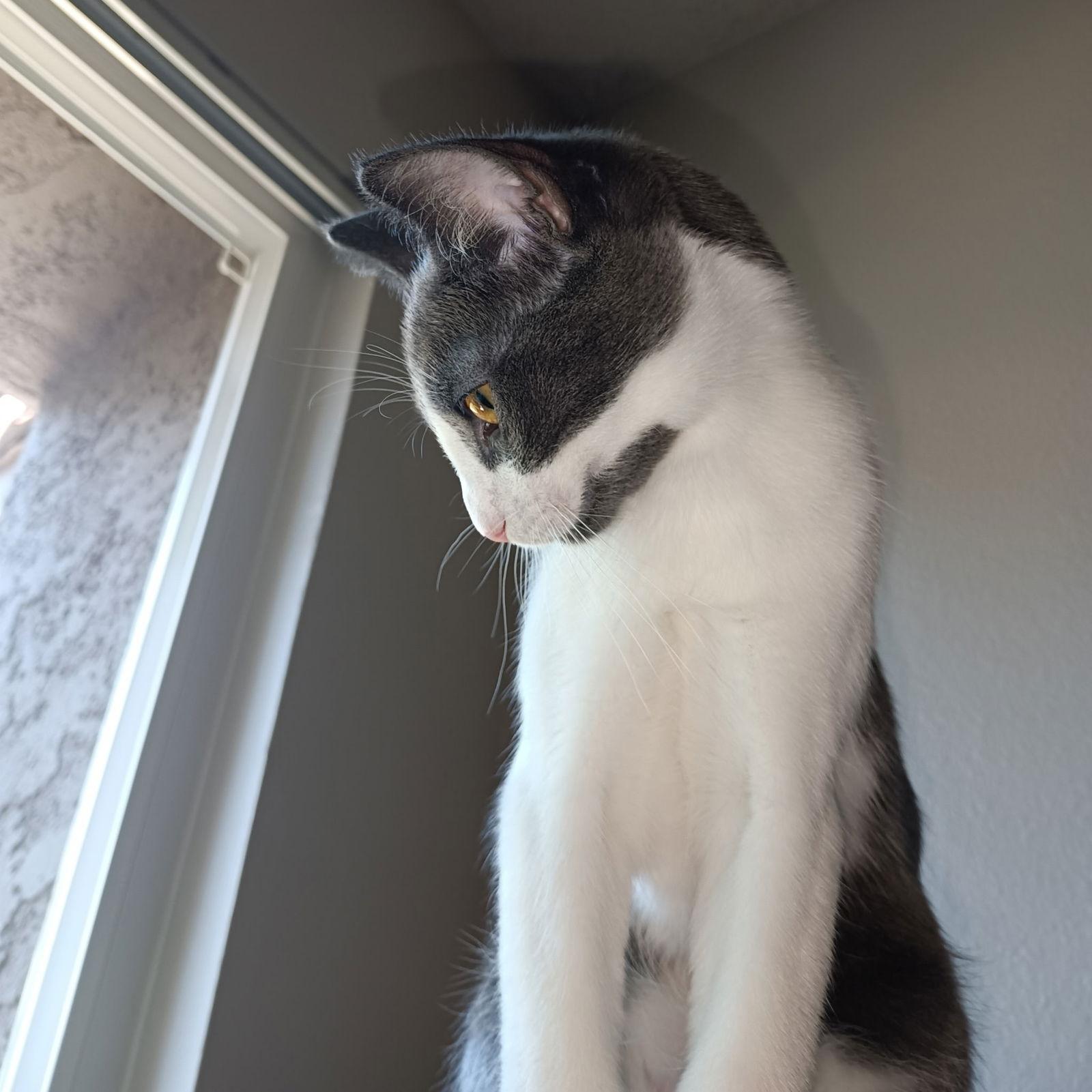 Mireille, a Adopted mixed breed in Laguna Niguel, CA image 2/3