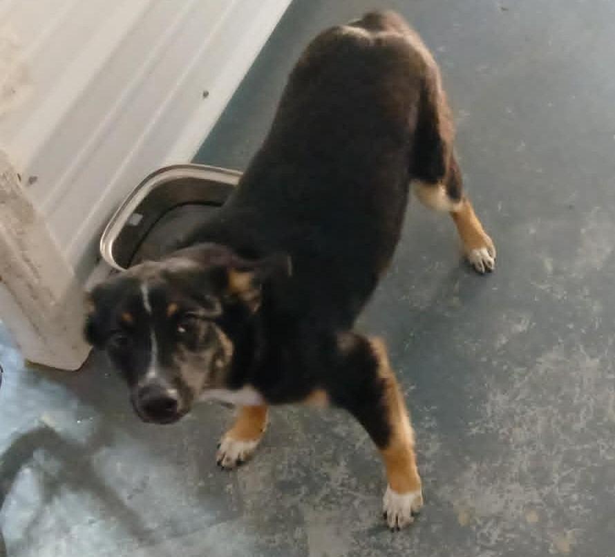 Sally, Adoptable, Puppy Female Australian Shepherd & Australian Cattle Dog / Blue Heeler.