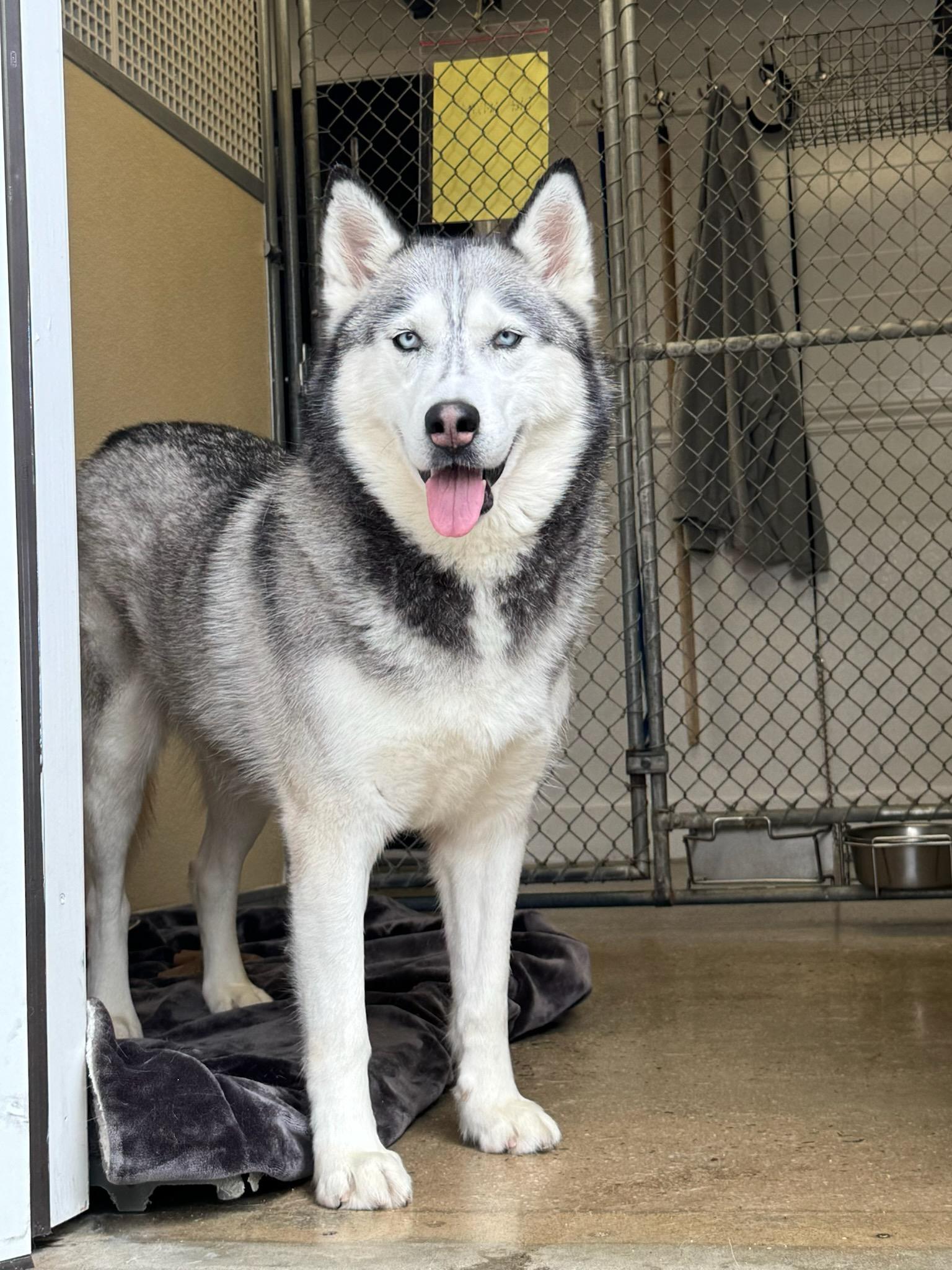 Friskie, Adult Female unknown