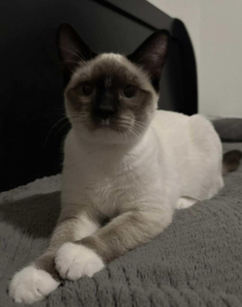 Enlarge Cinnamon Toast Crunch, a Adoptable mixed breed in Ontario, OR image 1/2