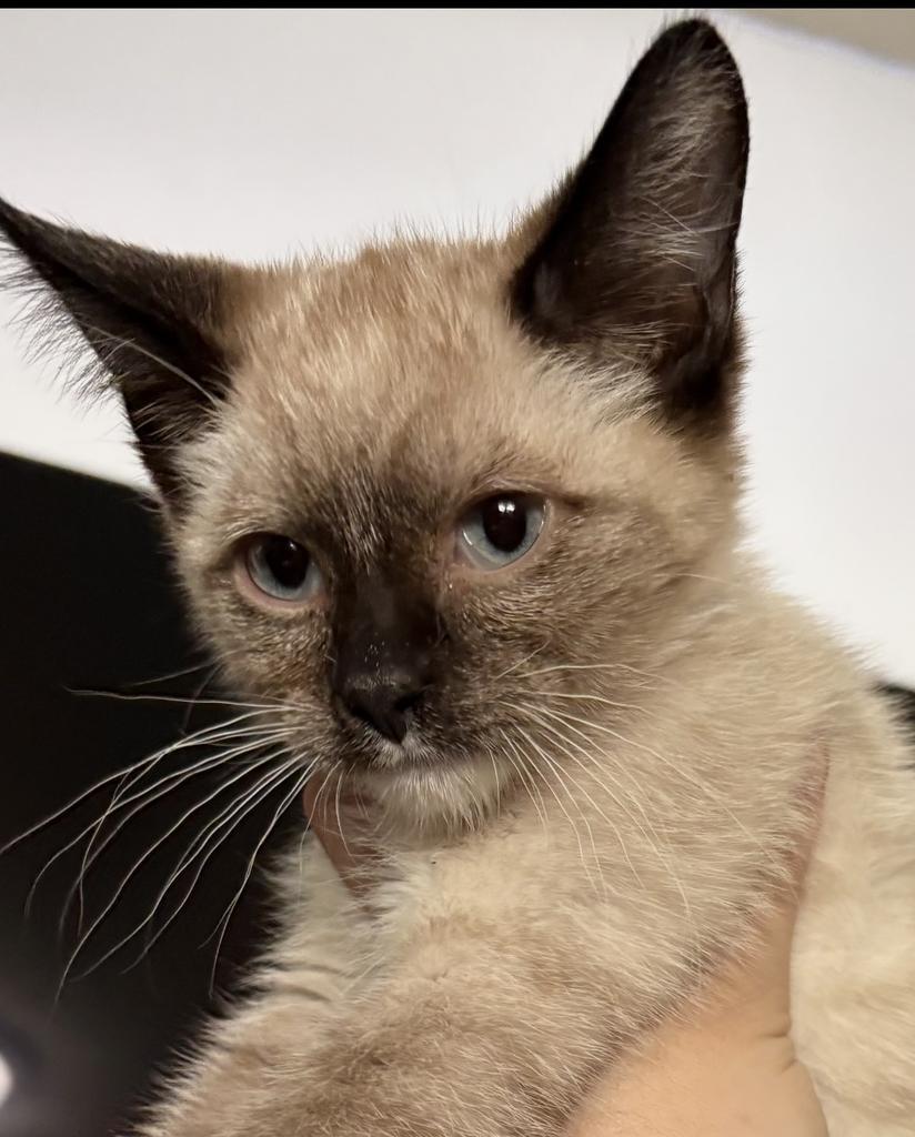 Enlarge Cinnamon Toast Crunch, a Adoptable mixed breed in Ontario, OR image 2/2