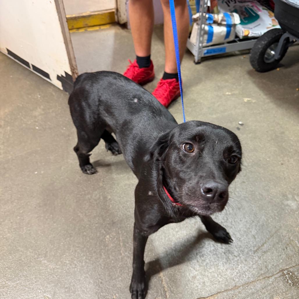 Elowen, Adoptable, Adult Female Mixed Breed.