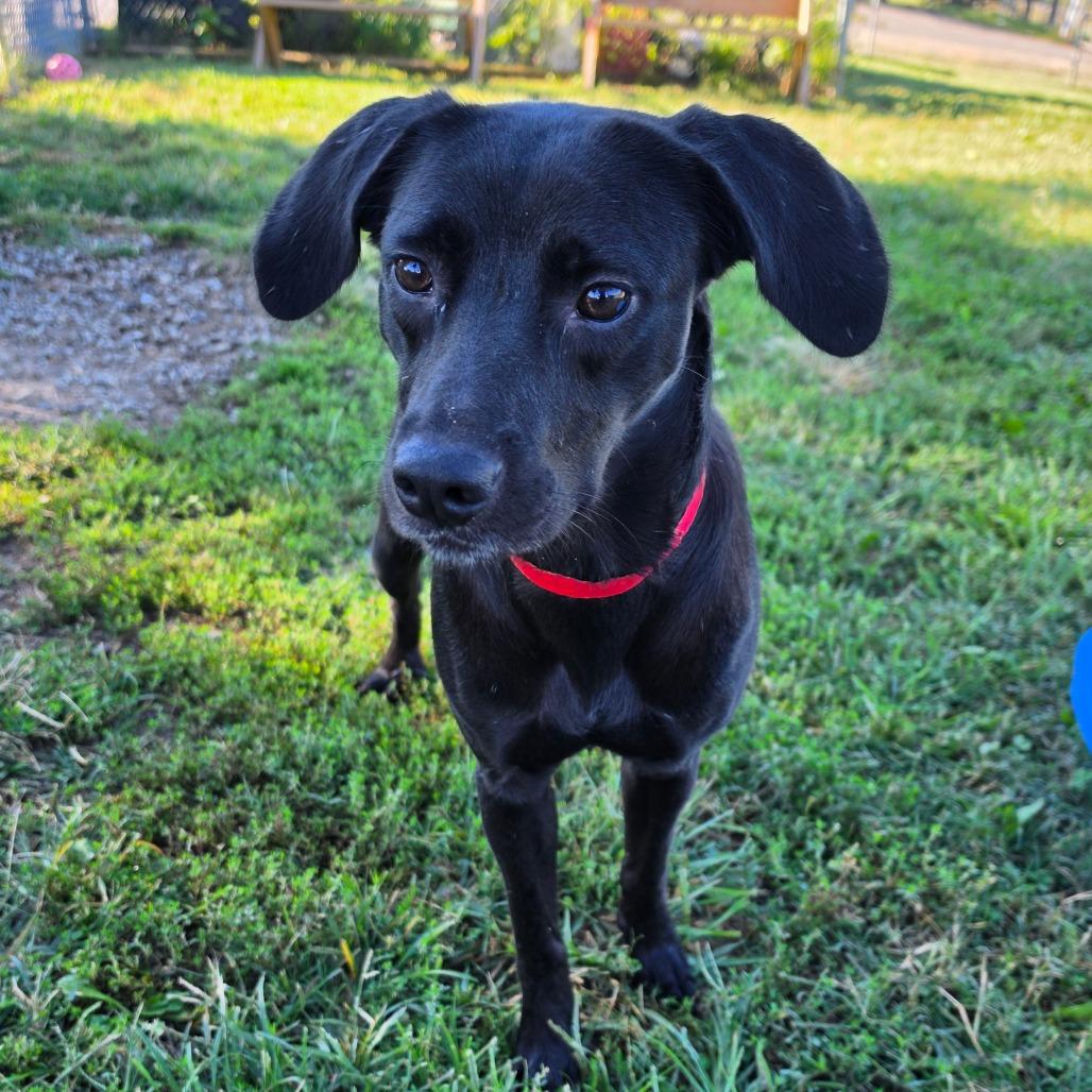 Enlarge Elowen, a Adoptable Mixed Breed in Jefferson city, TN image 2/2