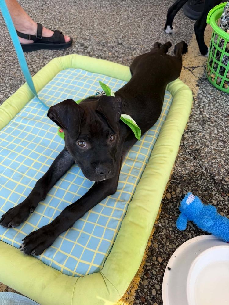 Salty, a Adoptable mixed breed in Springdale, PA image 2/6