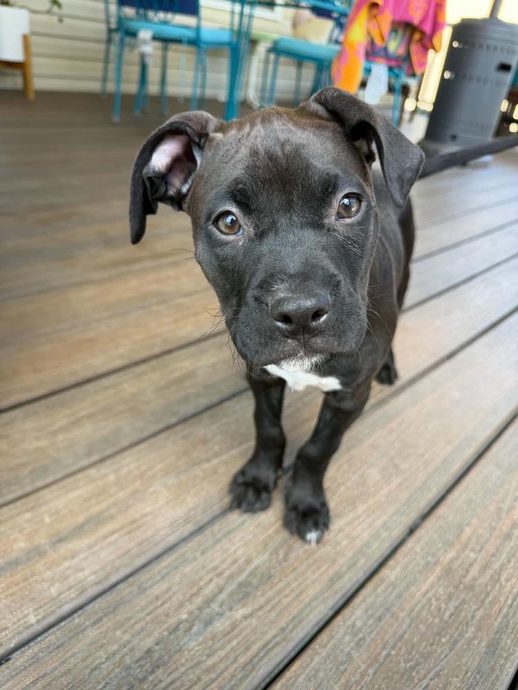 Salty, a Adoptable mixed breed in Springdale, PA image 4/6