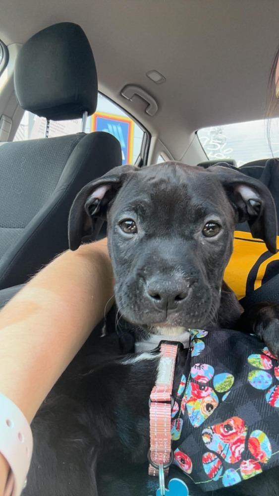 Salty, a Adoptable mixed breed in Springdale, PA image 6/6