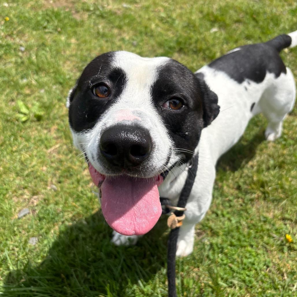 Kiddo, a Adoptable mixed breed in Binghamton, NY image 1/6