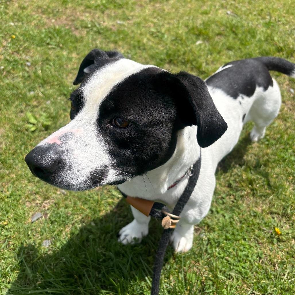 Kiddo, a Adoptable mixed breed in Binghamton, NY image 2/6