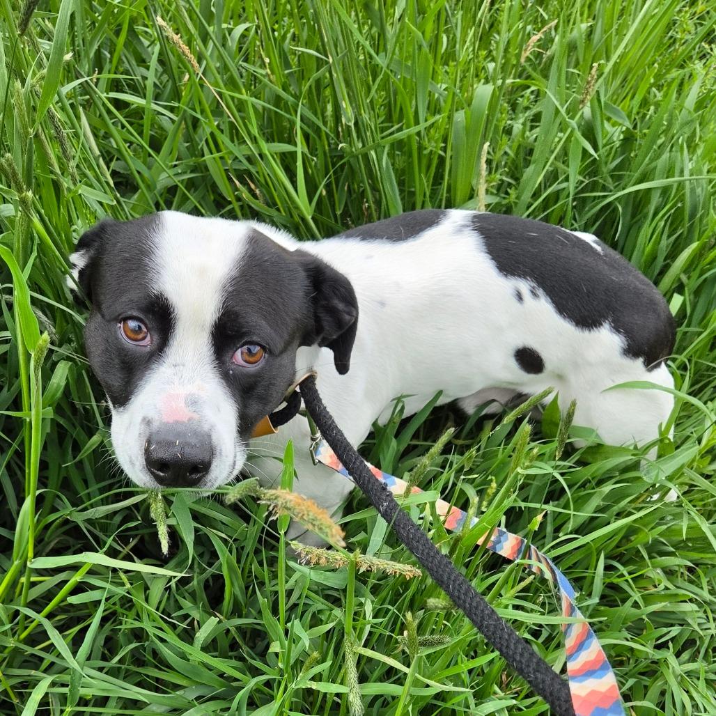 Kiddo, a Adoptable mixed breed in Binghamton, NY image 3/6