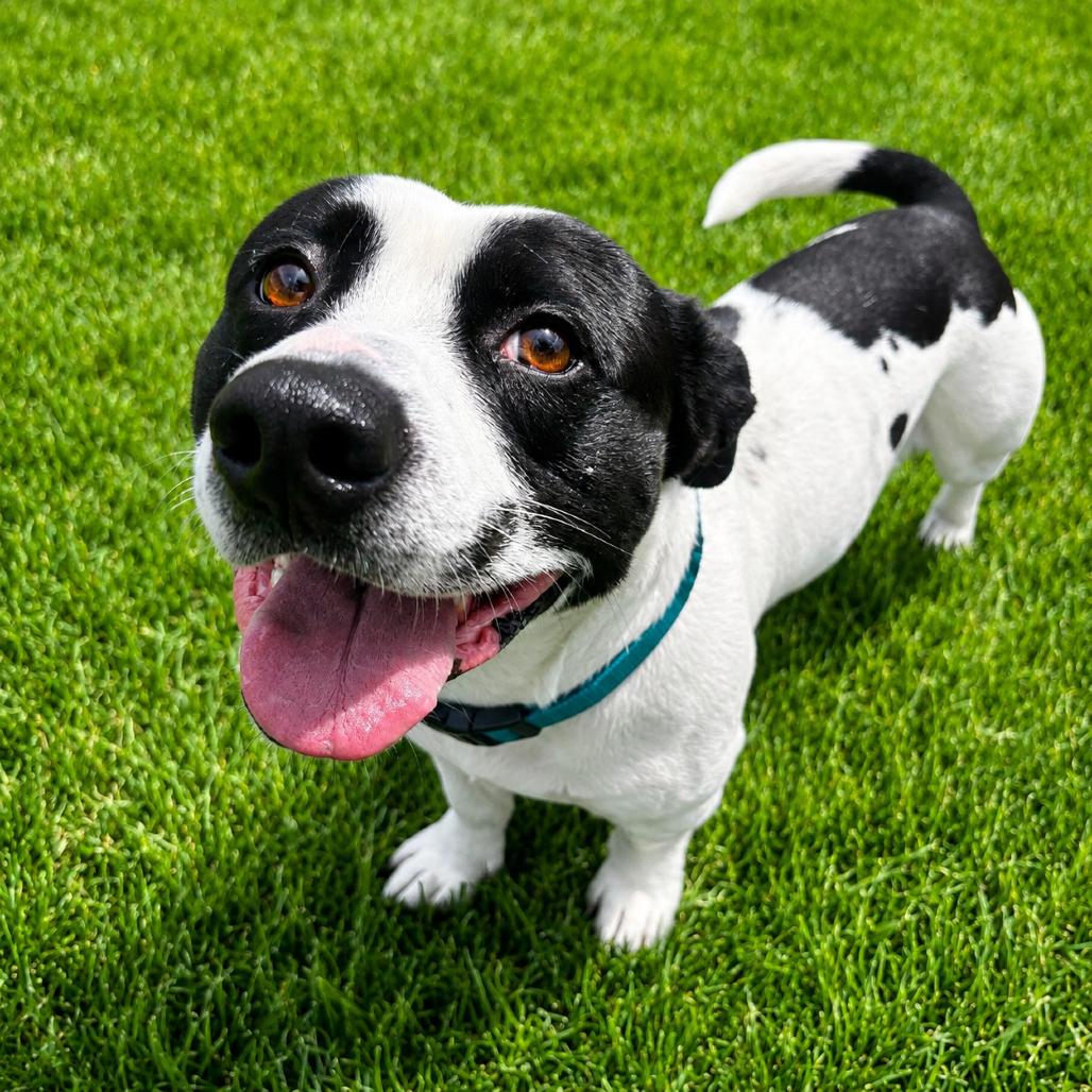 Kiddo, a Adoptable mixed breed in Binghamton, NY image 4/6