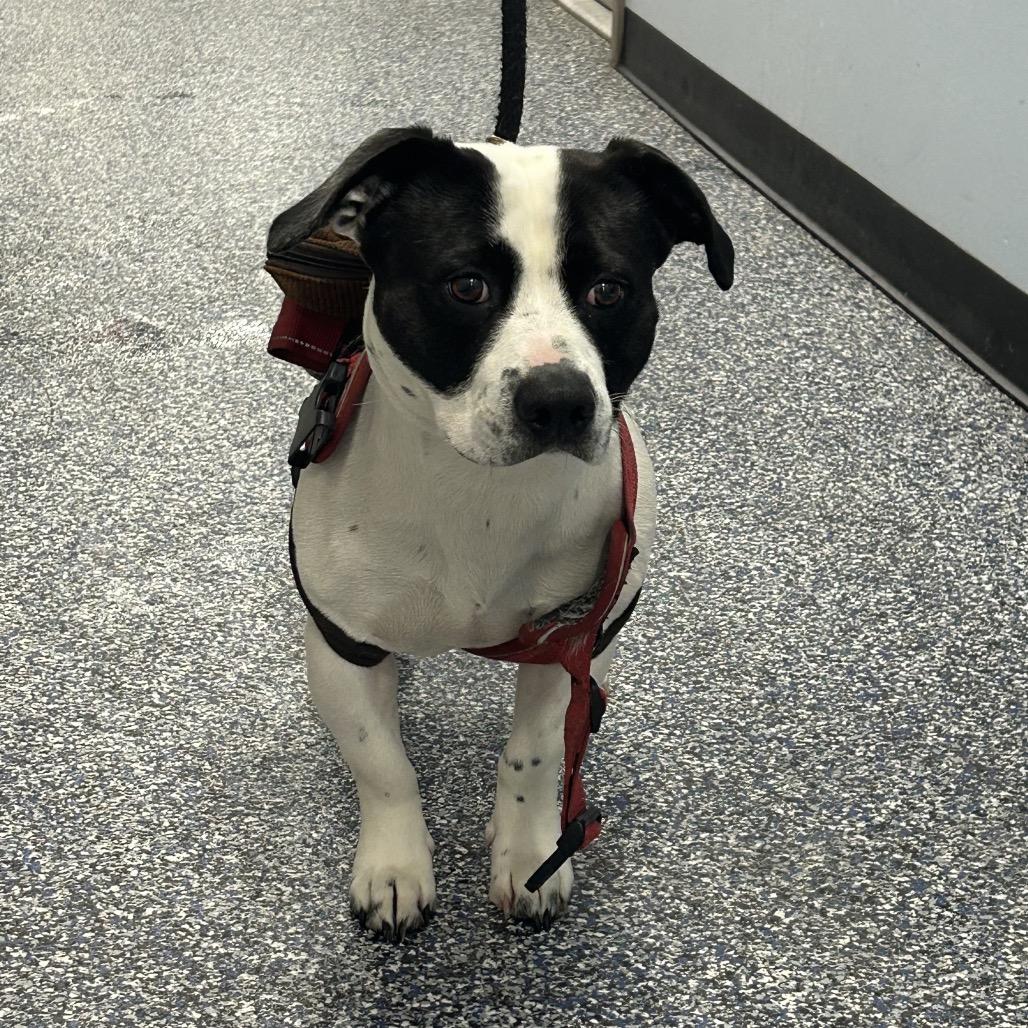 Kiddo, a Adoptable mixed breed in Binghamton, NY image 6/6