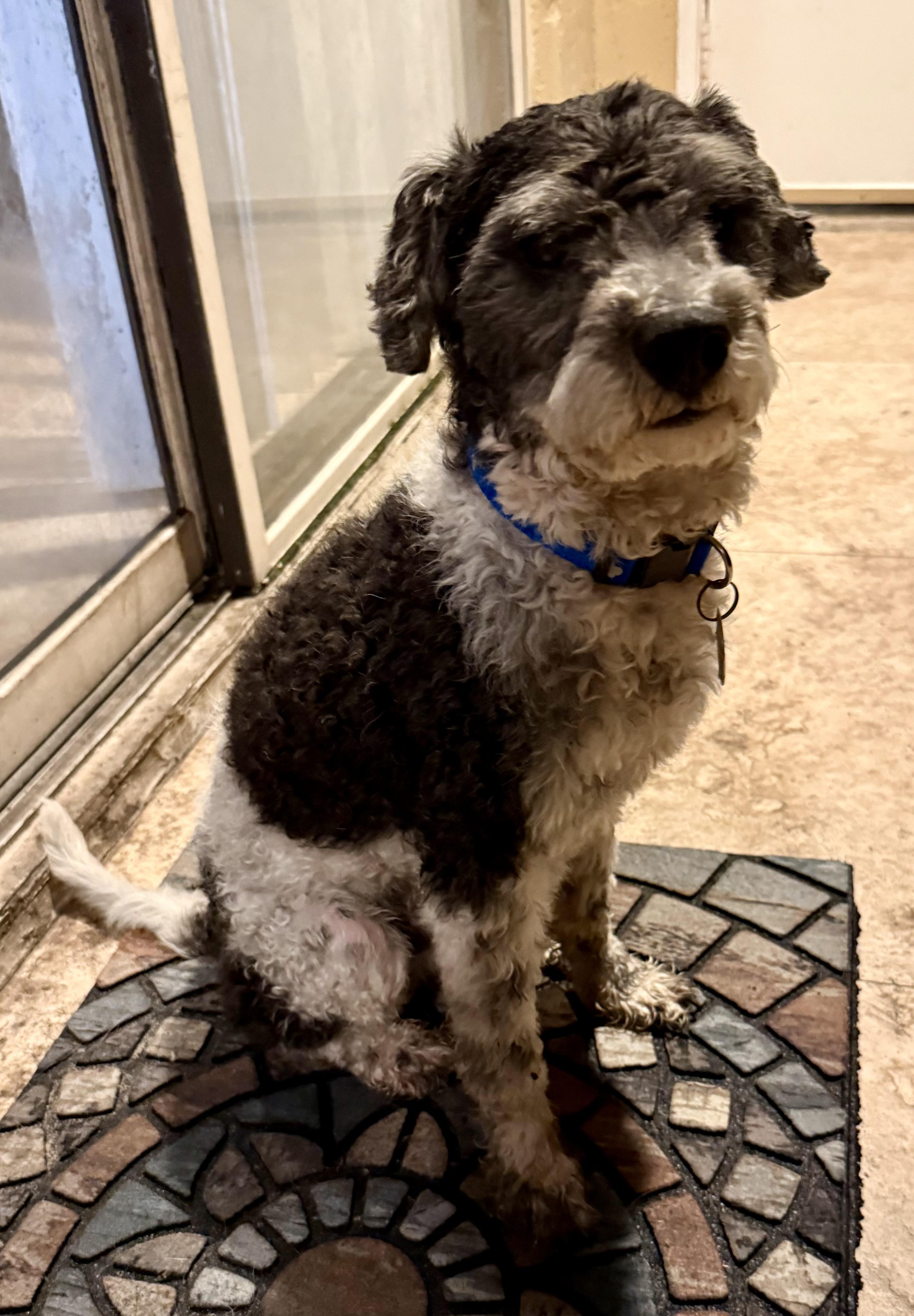 Enlarge Hypoallergenic mini poodle boy Cash , an adopted Miniature Poodle in Boca Raton, FL image 3/6