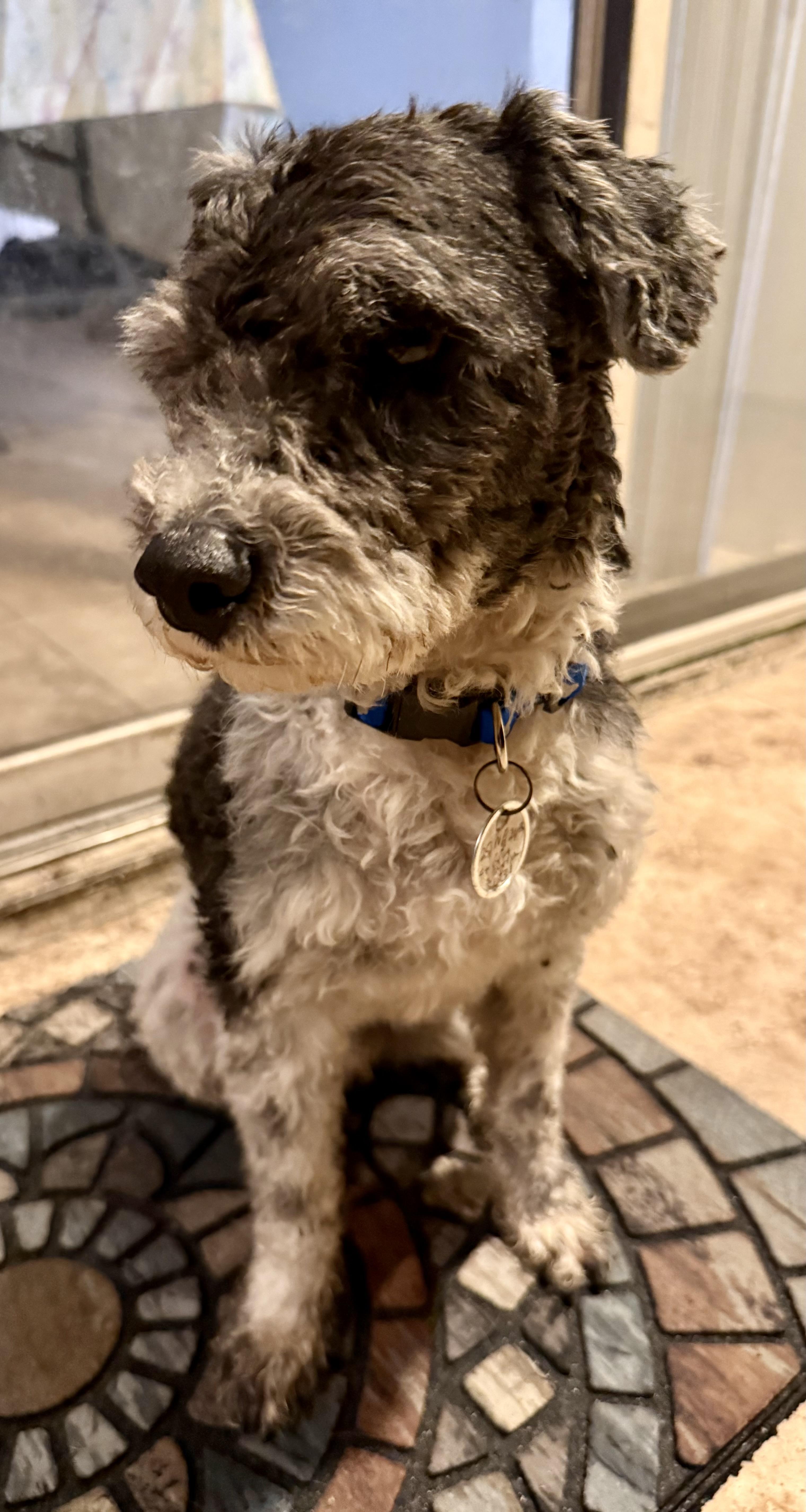 Enlarge Hypoallergenic mini poodle boy Cash , an adopted Miniature Poodle in Boca Raton, FL image 5/6