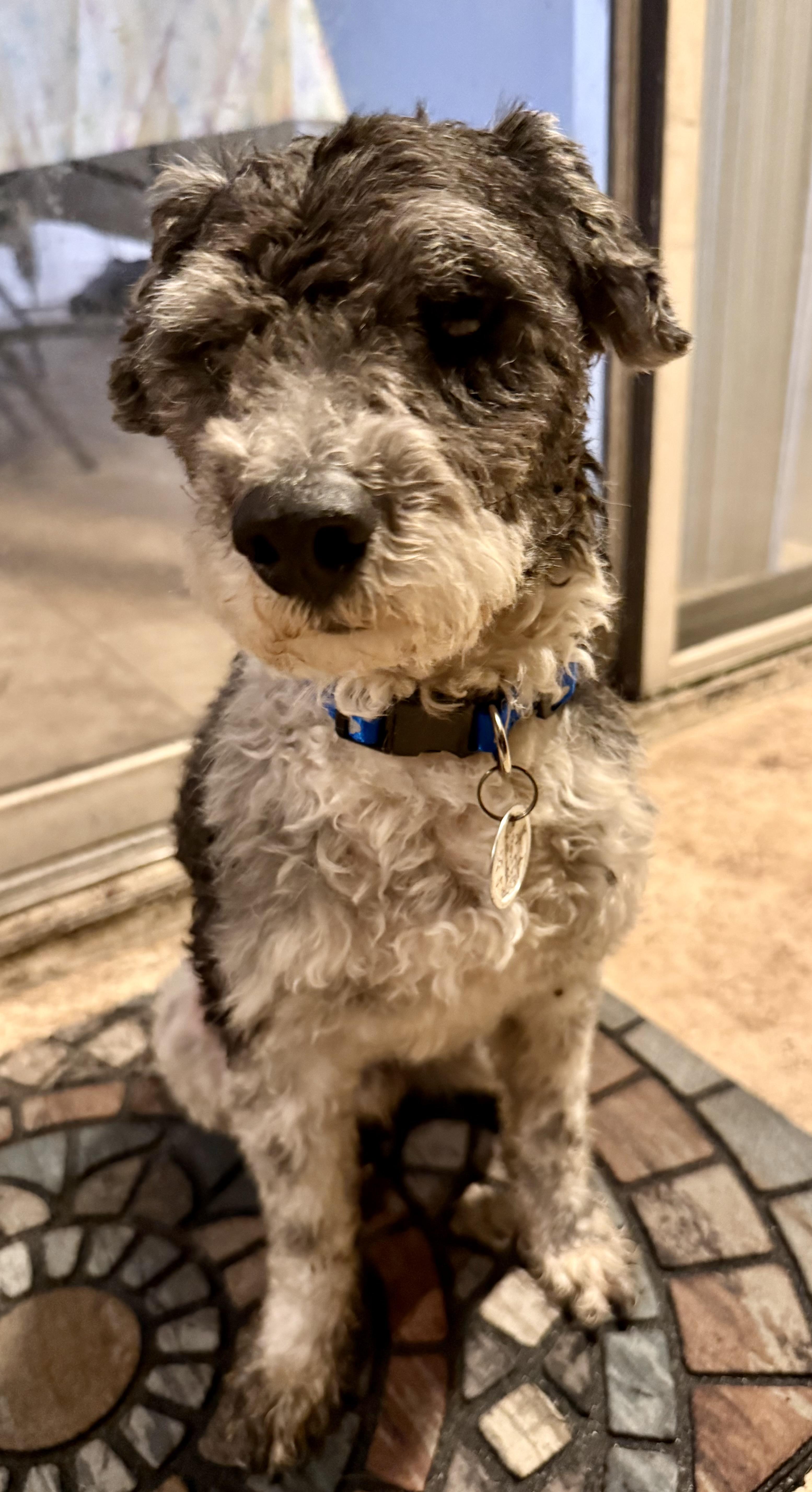 Enlarge Hypoallergenic mini poodle boy Cash , an adopted Miniature Poodle in Boca Raton, FL image 4/6