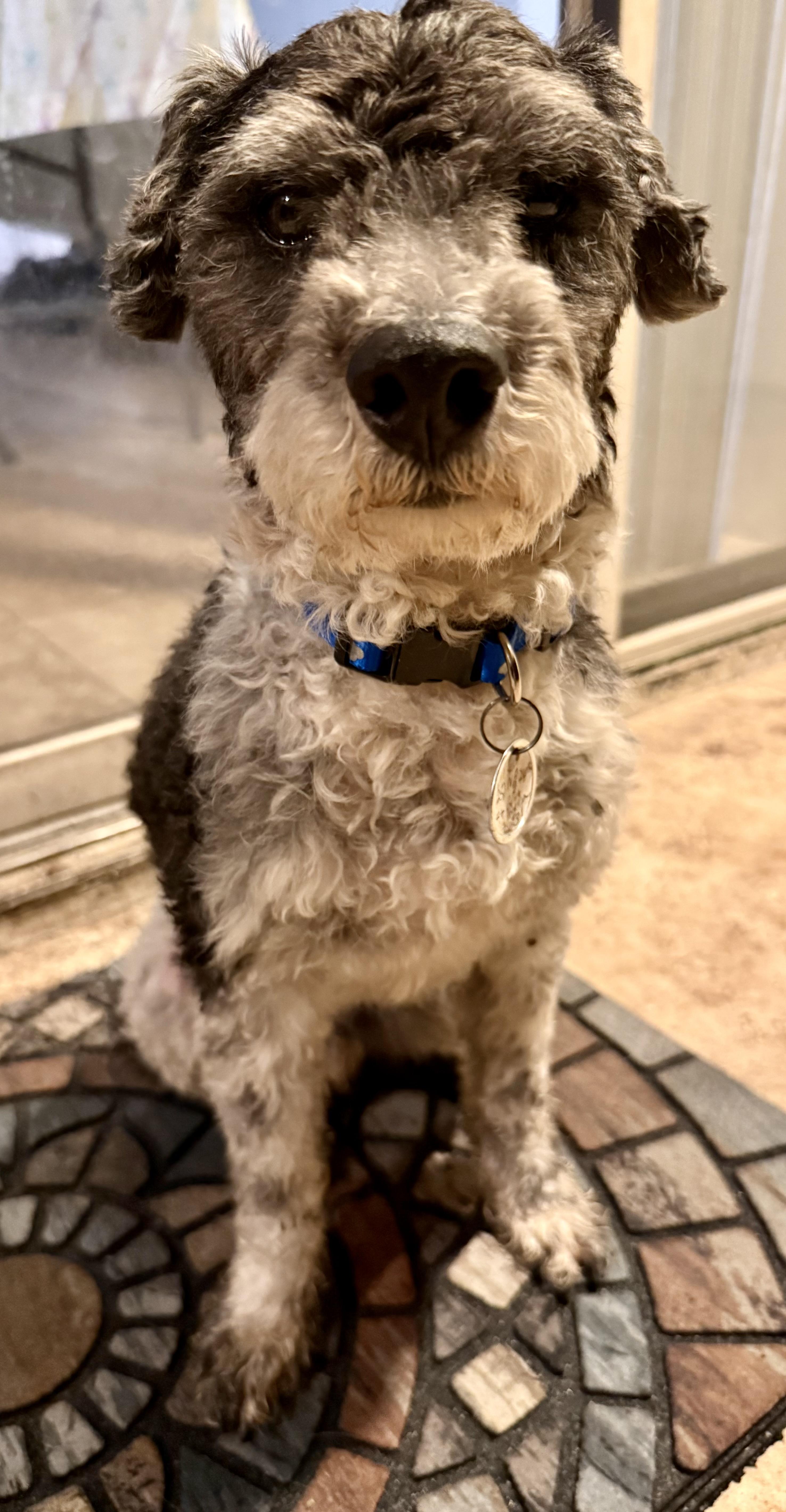 Enlarge Hypoallergenic mini poodle boy Cash , an adopted Miniature Poodle in Boca Raton, FL image 2/6