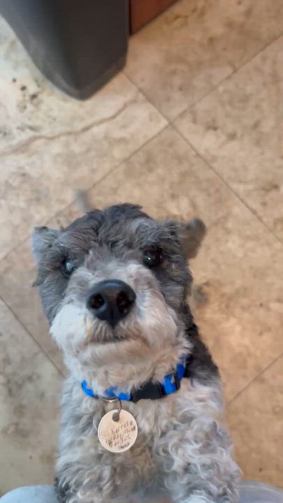 Enlarge Hypoallergenic mini poodle boy Cash , an adopted Miniature Poodle in Boca Raton, FL video 6/6