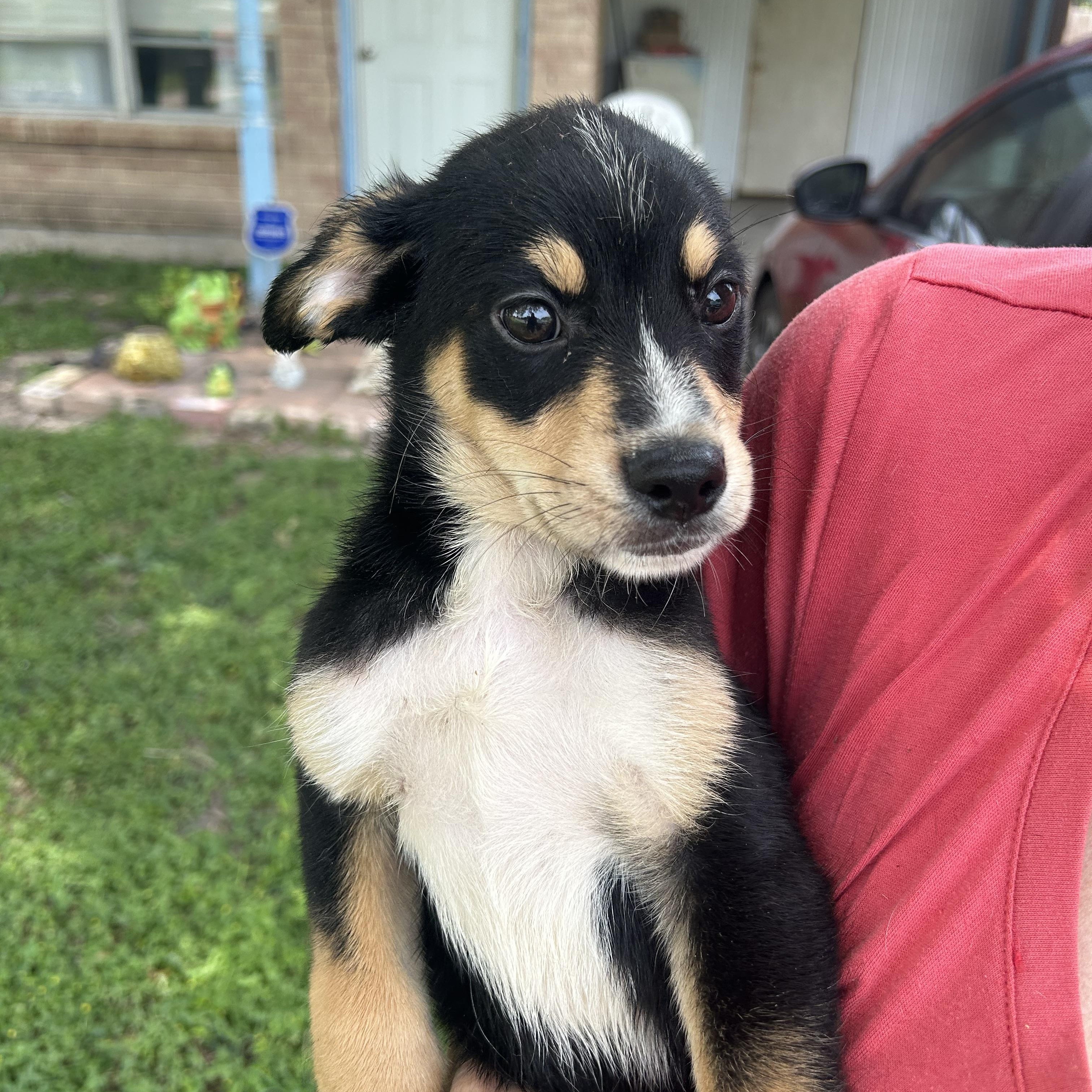 Opie, Baby Male Shepherd