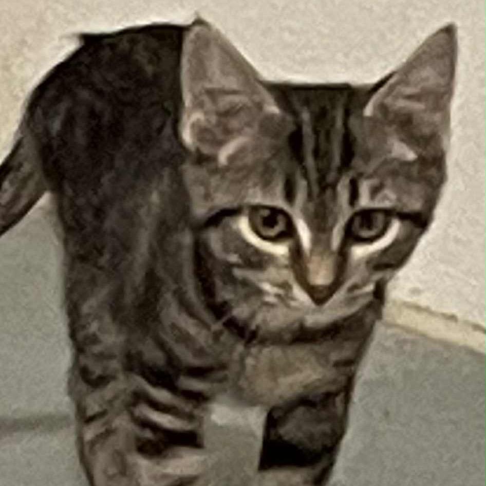 Miss Lyra, a Adoptable Domestic Short Hair in Inwood, WV image 1/3