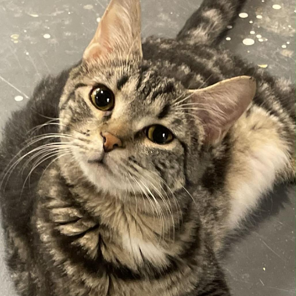 Miss Lyra, a Adoptable Domestic Short Hair in Inwood, WV image 2/3
