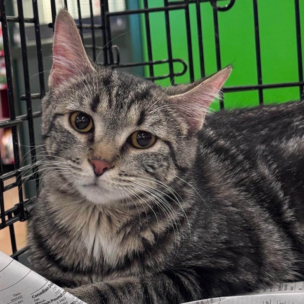 Miss Lyra, a Adoptable Domestic Short Hair in Inwood, WV image 3/3