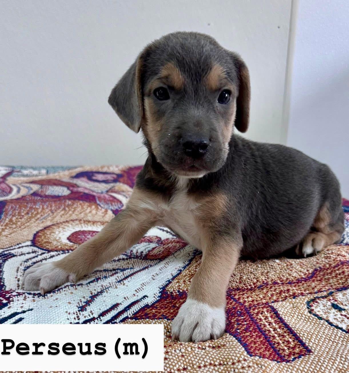 Perseus , ADOPTABLE, Puppy Male Labrador Retriever.