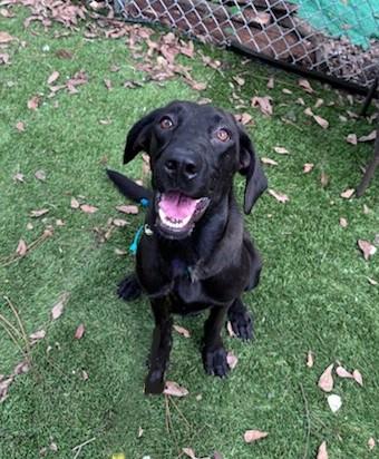 Doug, Adoptable, Young Male Black Labrador Retriever & Hound.