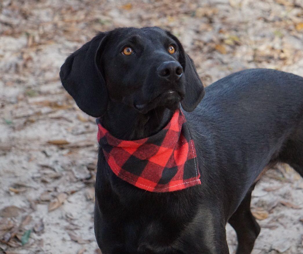 Enlarge Doug, a Adoptable mixed breed in PENSACOLA, FL image 1/5