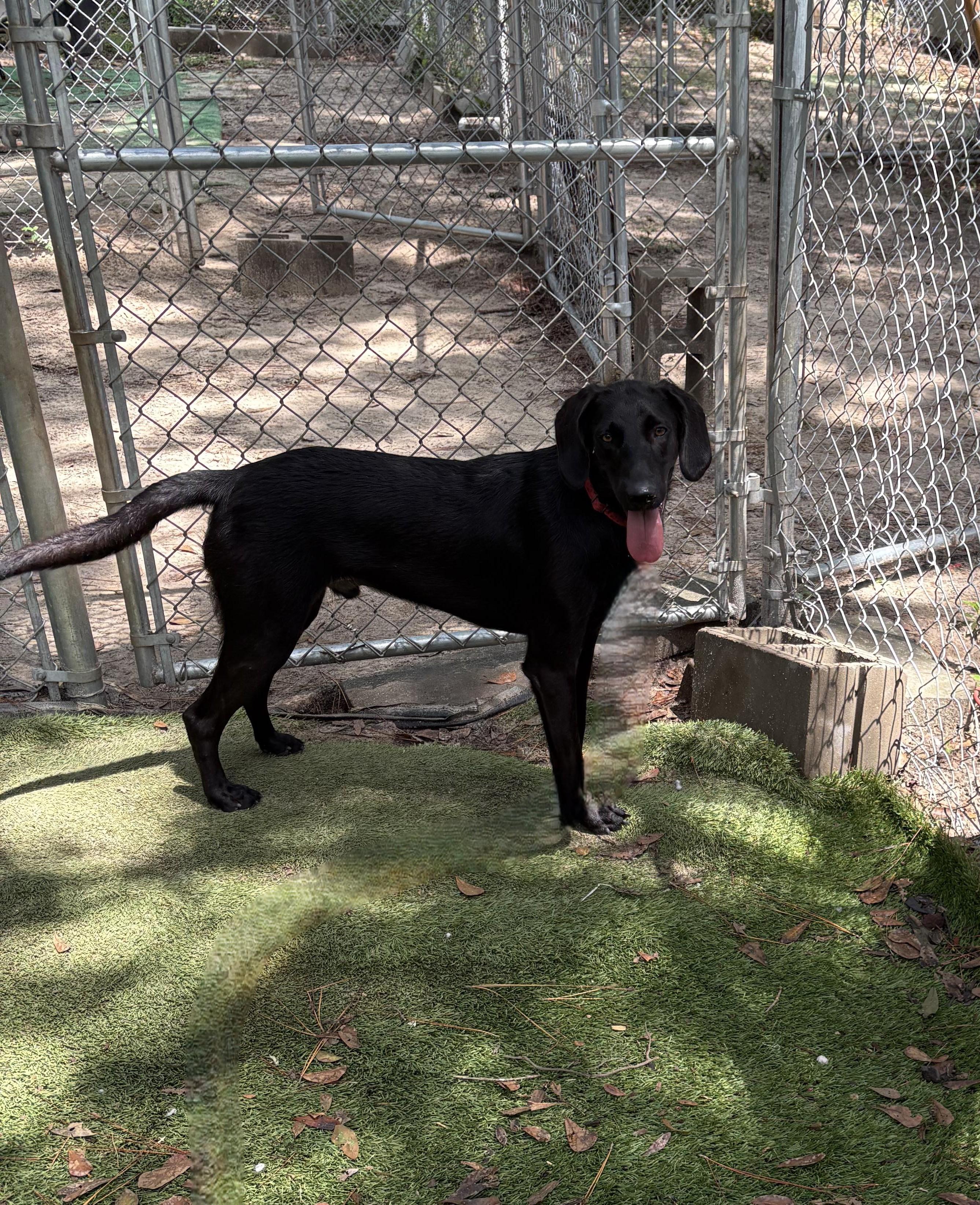 Doug, a Adoptable mixed breed in PENSACOLA, FL image 2/4