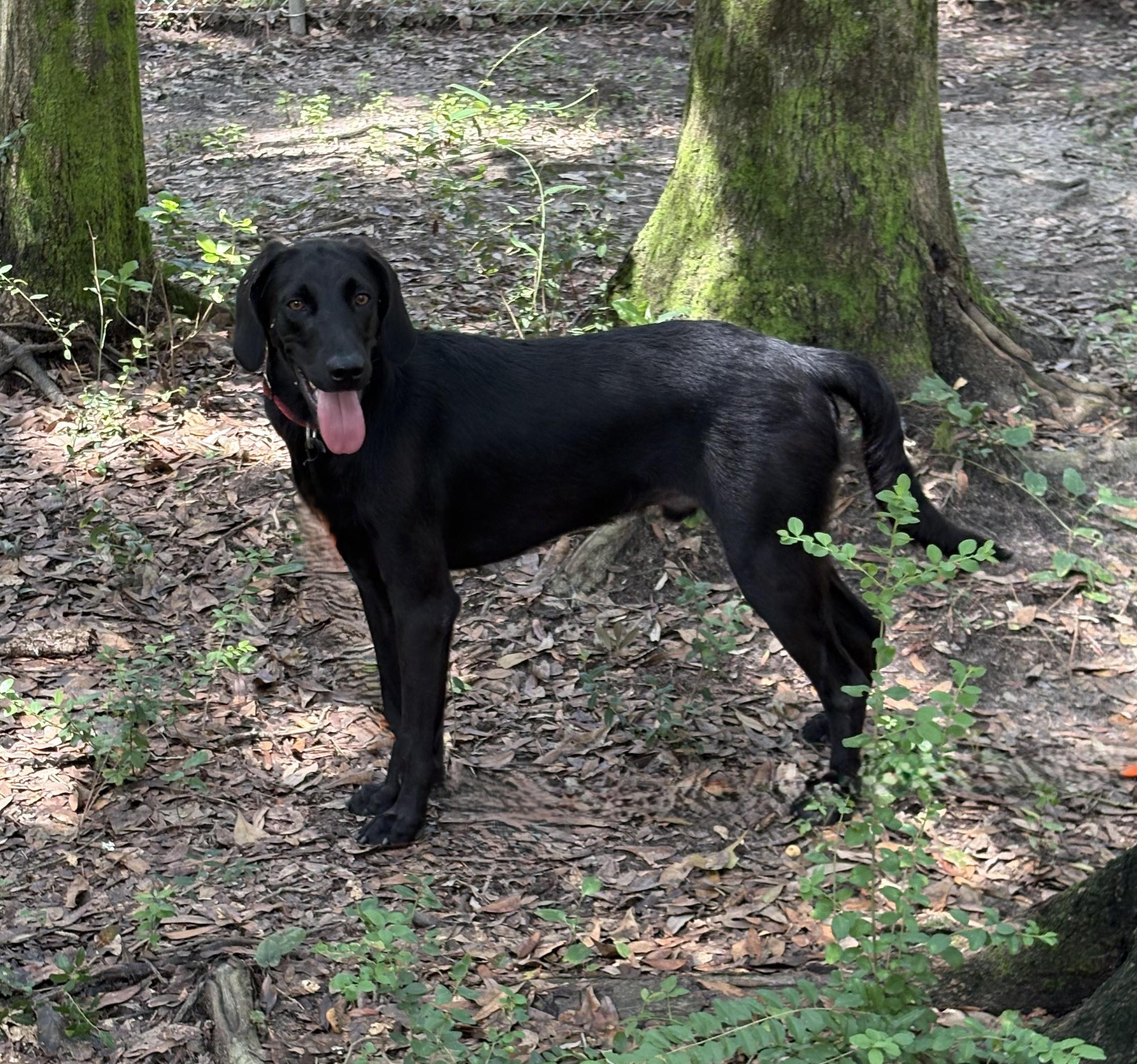 Doug, a Adoptable mixed breed in PENSACOLA, FL image 3/4