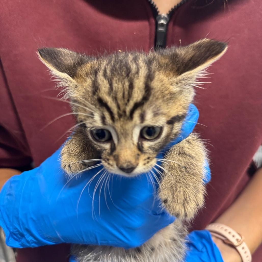 Rio ARC2025-339, adopted, Kitten Male Domestic Short Hair.