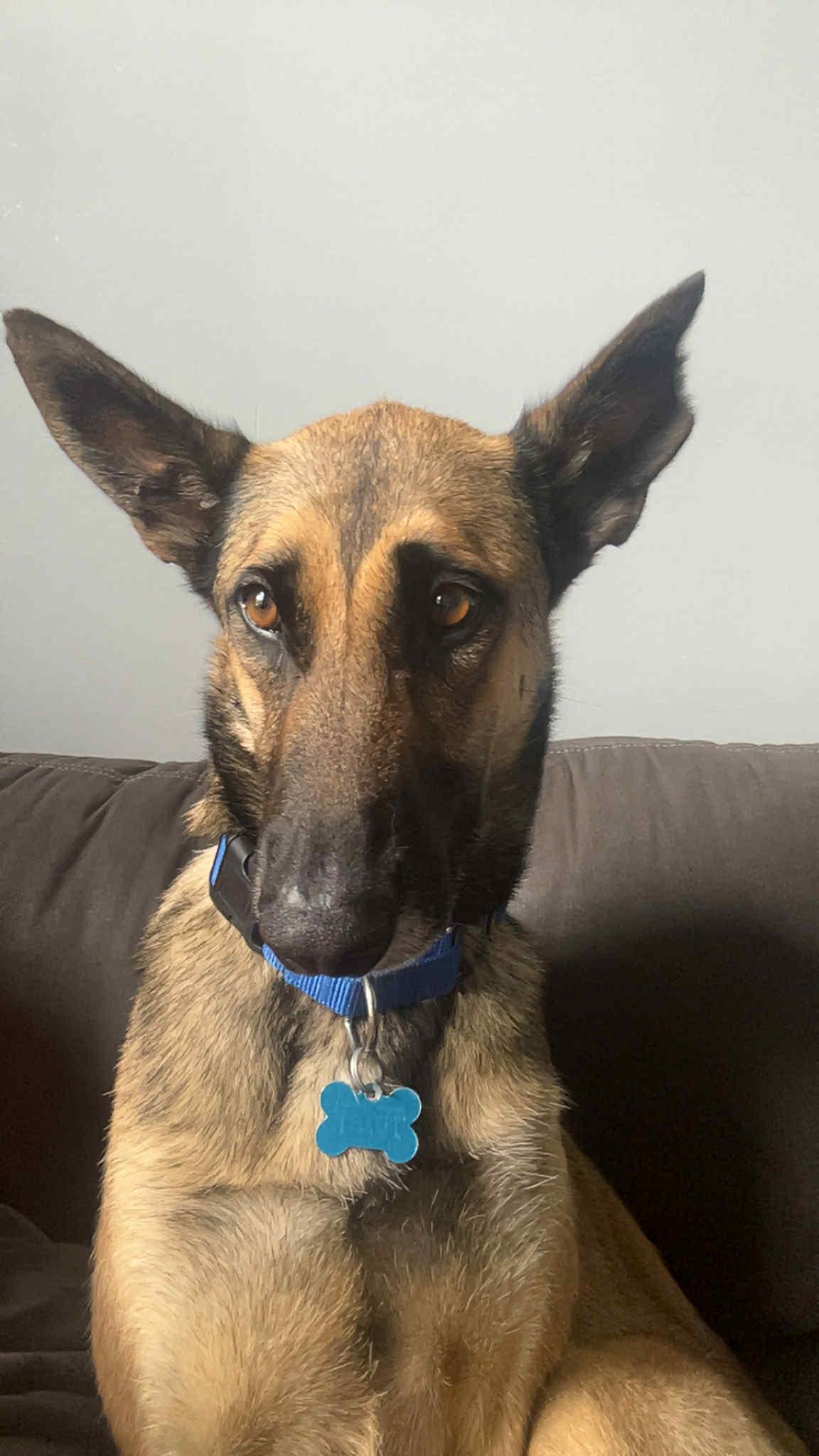 Kate, Adult Female Shepherd