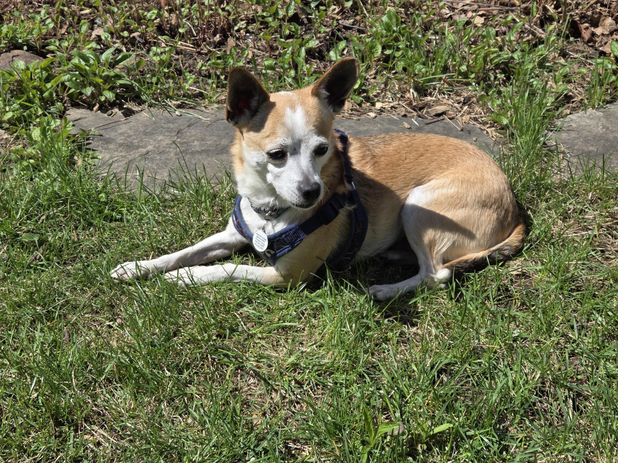 Cooper, ADOPTABLE, Adult Male Chihuahua.