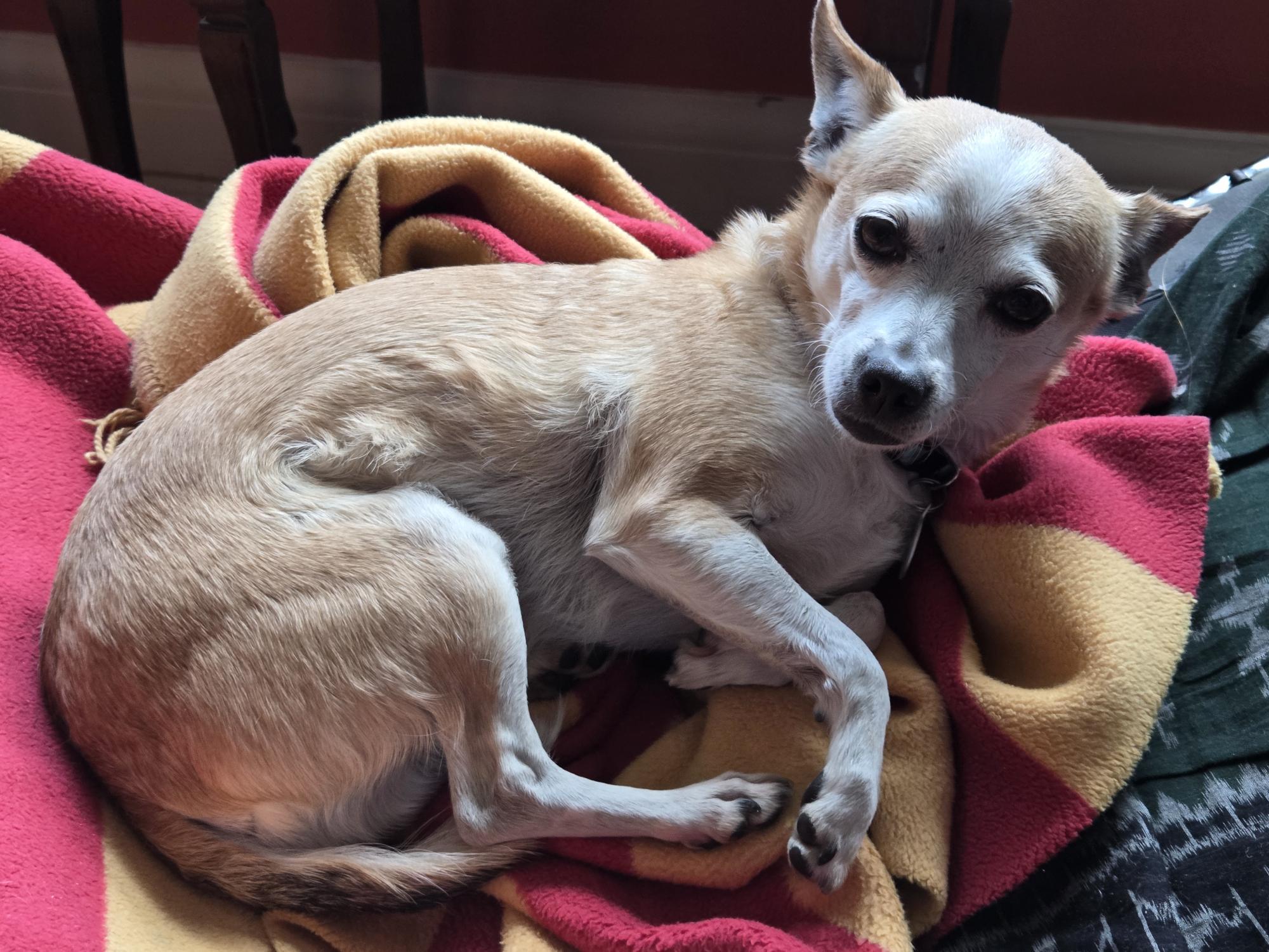 Cooper, a ADOPTABLE Chihuahua in Etobicoke, ON image 2/2