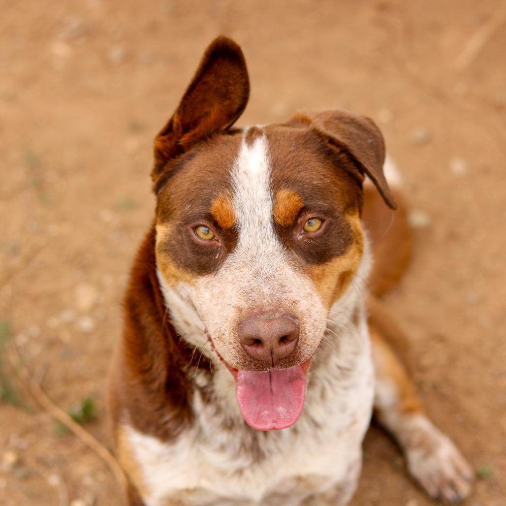 Red, Adoptable, Young Male Border Collie & Corgi.