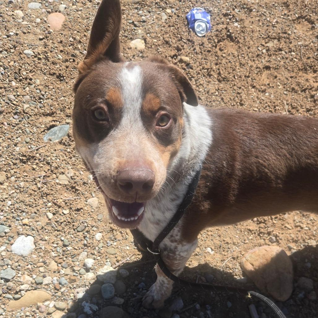 Red, Adoptable, Young Male Border Collie & Corgi.