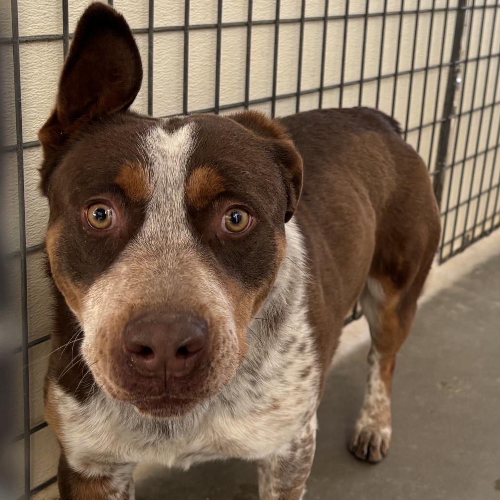 Enlarge Red, a Adoptable mixed breed in Taos, NM image 2/6