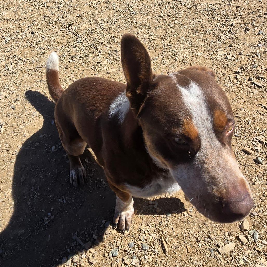 Enlarge Red, a Adoptable mixed breed in Taos, NM image 3/6