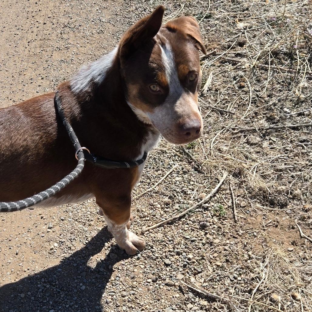 Enlarge Red, a Adoptable mixed breed in Taos, NM image 4/6