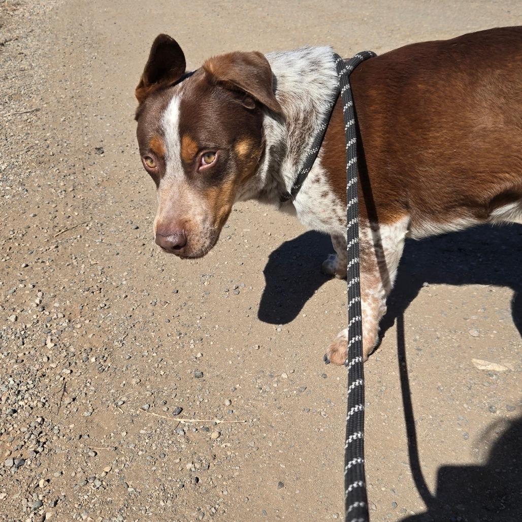 Enlarge Red, a Adoptable mixed breed in Taos, NM image 5/6