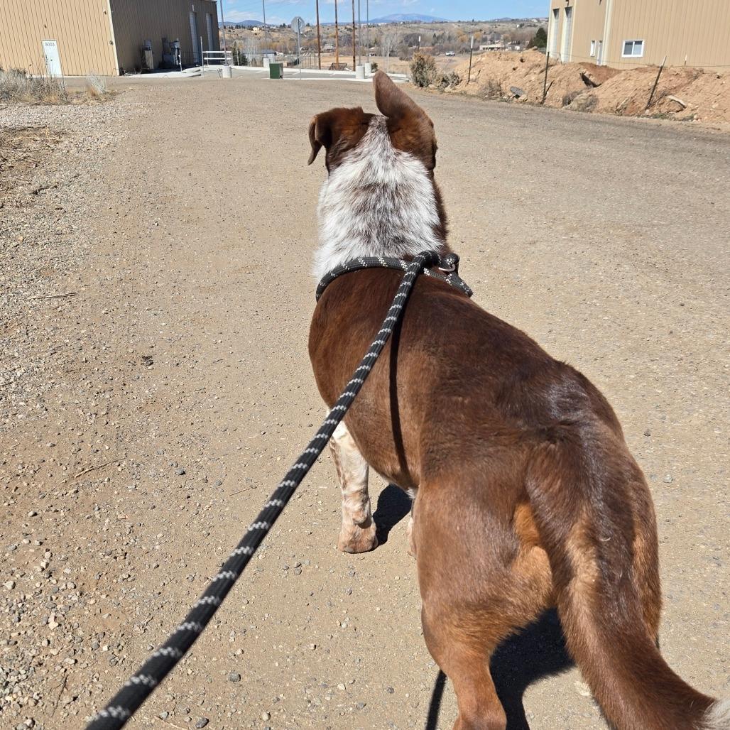 Enlarge Red, a Adoptable mixed breed in Taos, NM image 6/6