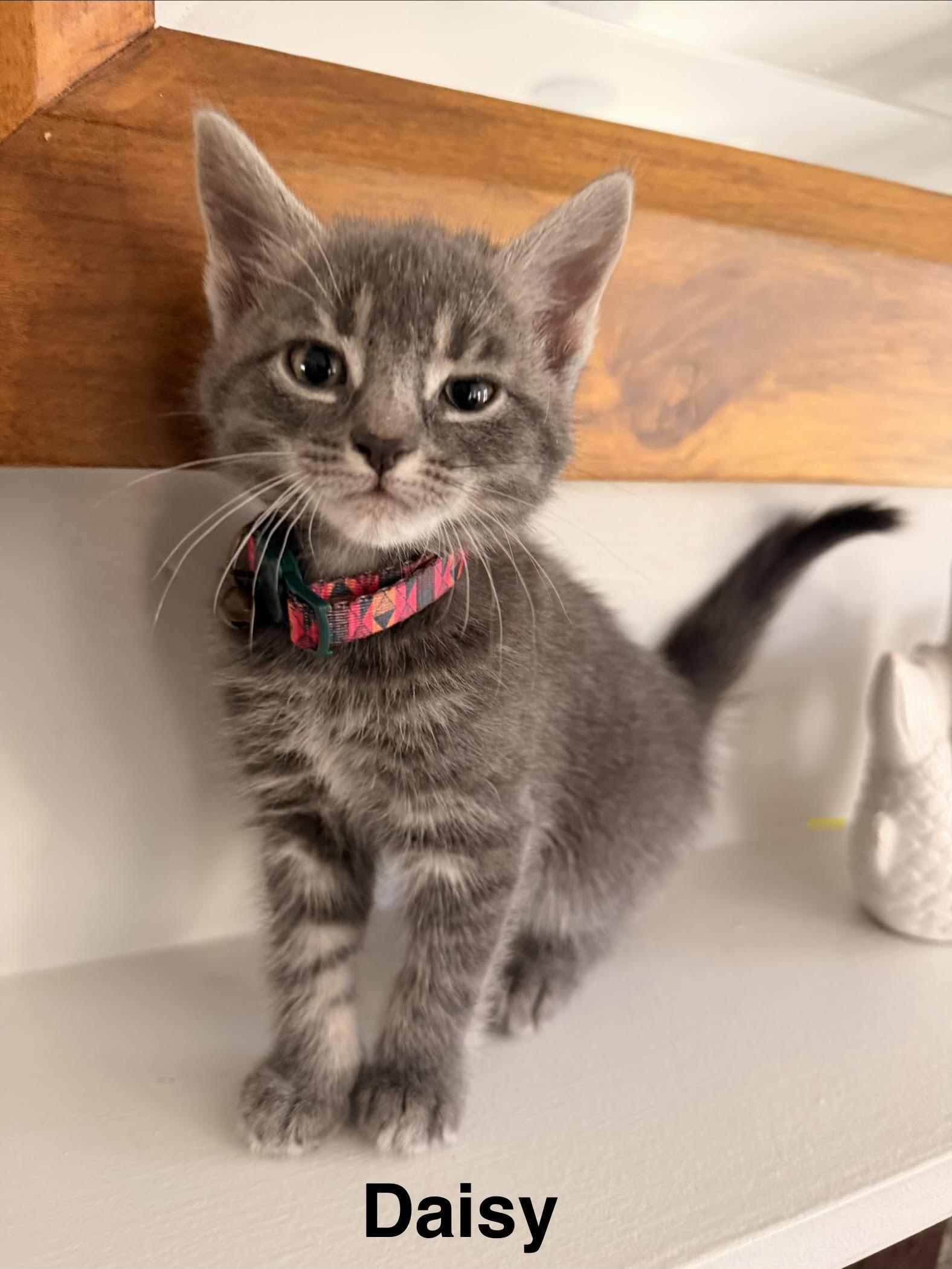 Poppy's Litter of Five, an adopted Domestic Short Hair in Marblehead, MA image 3/5