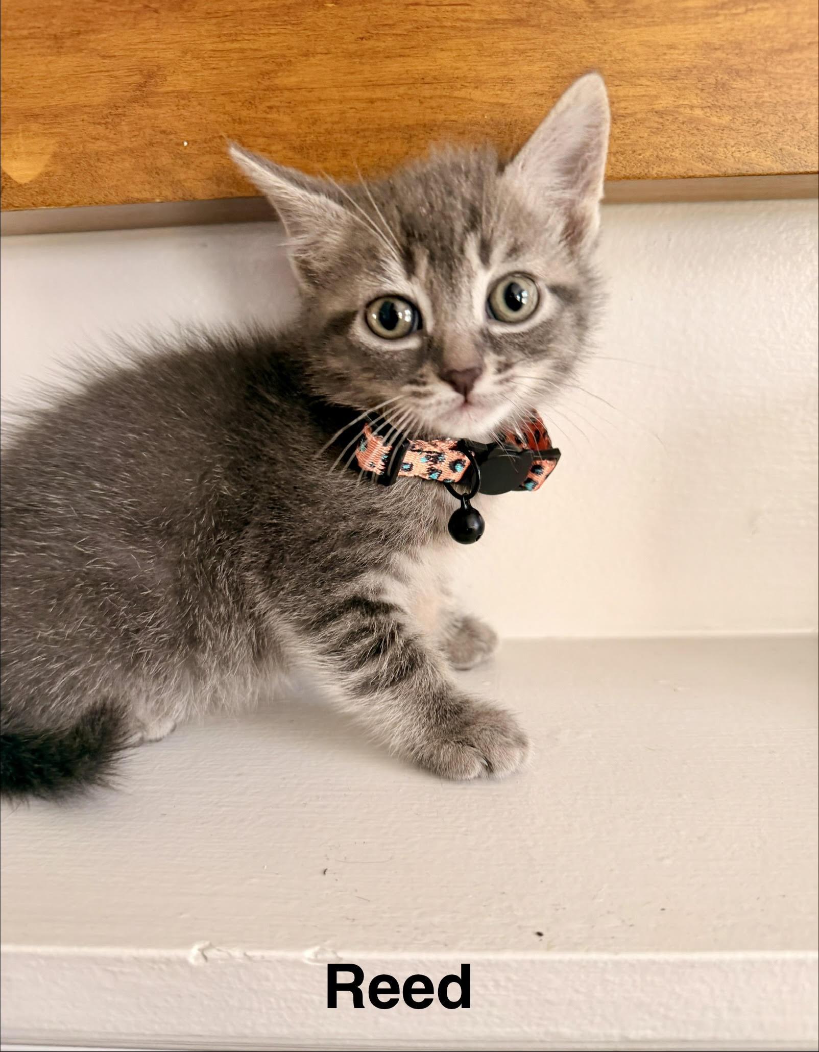 Poppy's Litter of Five, an adopted Domestic Short Hair in Marblehead, MA image 5/5