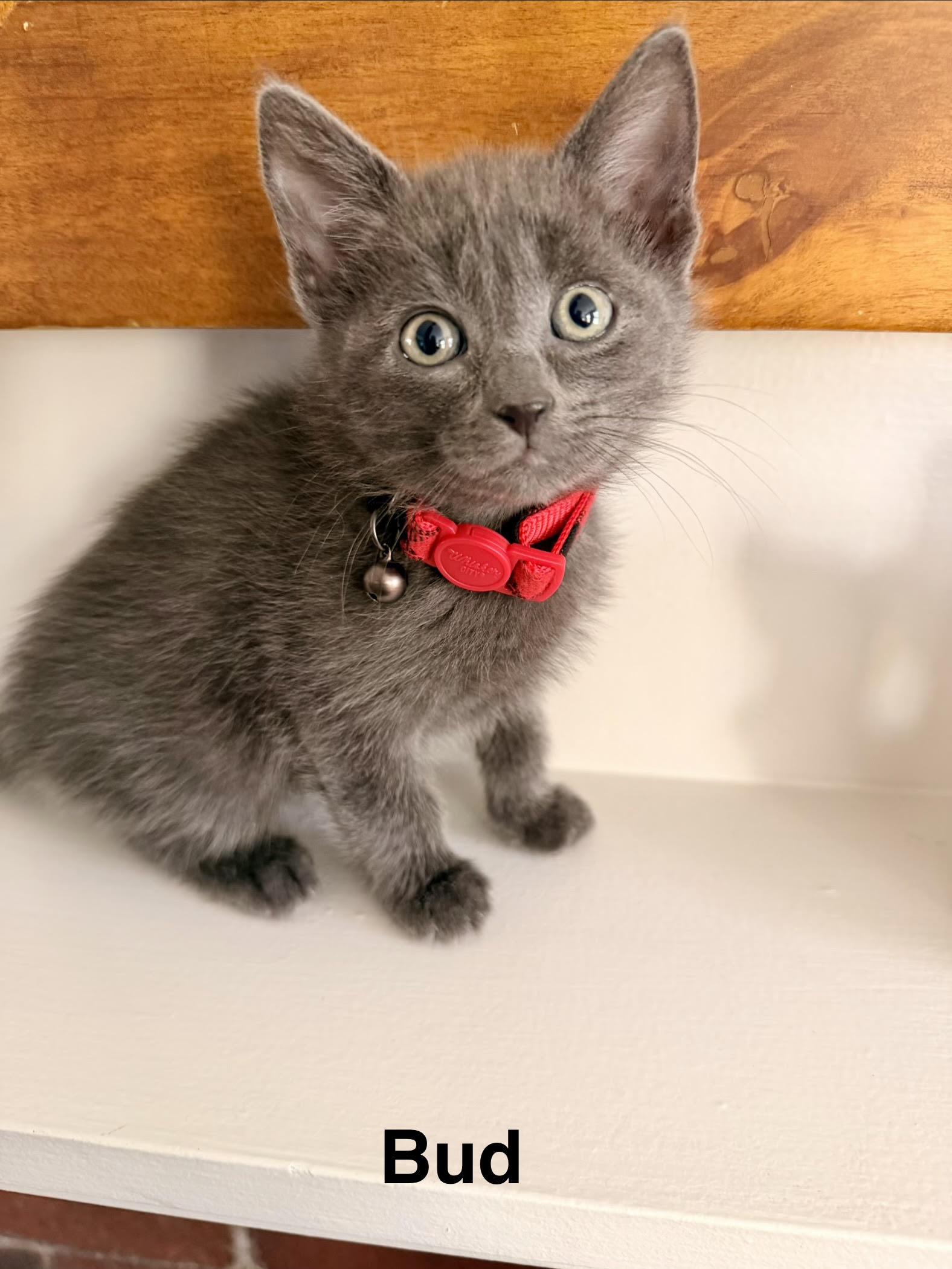 Poppy's Litter of Five, an adopted Domestic Short Hair in Marblehead, MA image 4/5
