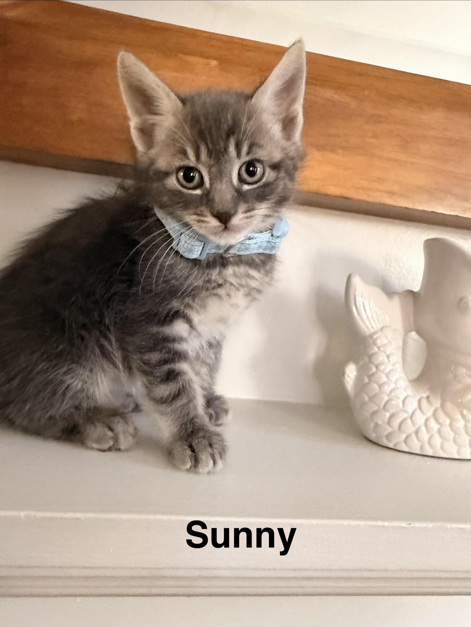 Poppy's Litter of Five, adopted, Kitten Male Domestic Short Hair.