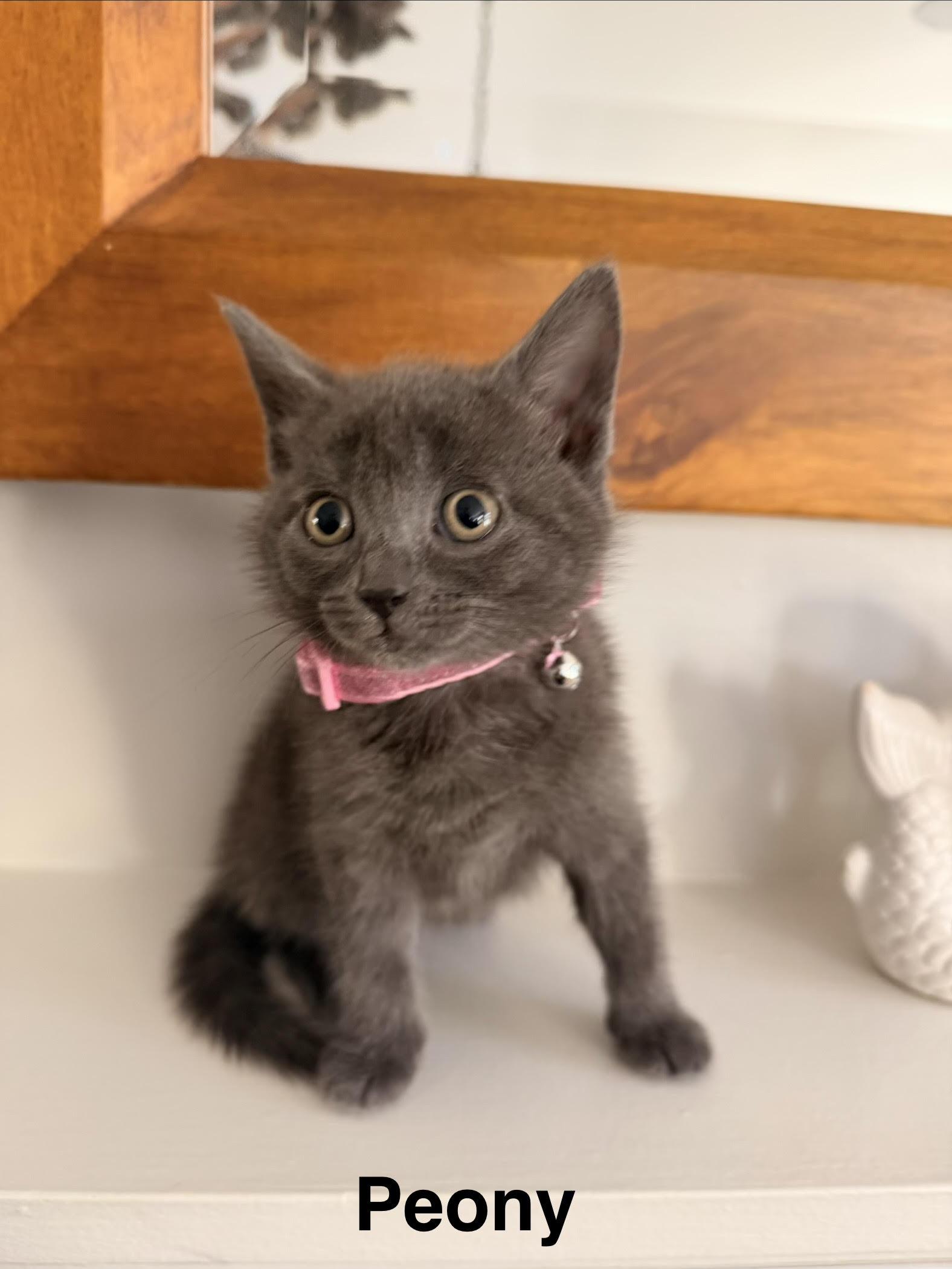 Poppy's Litter of Five, an adopted Domestic Short Hair in Marblehead, MA image 2/5