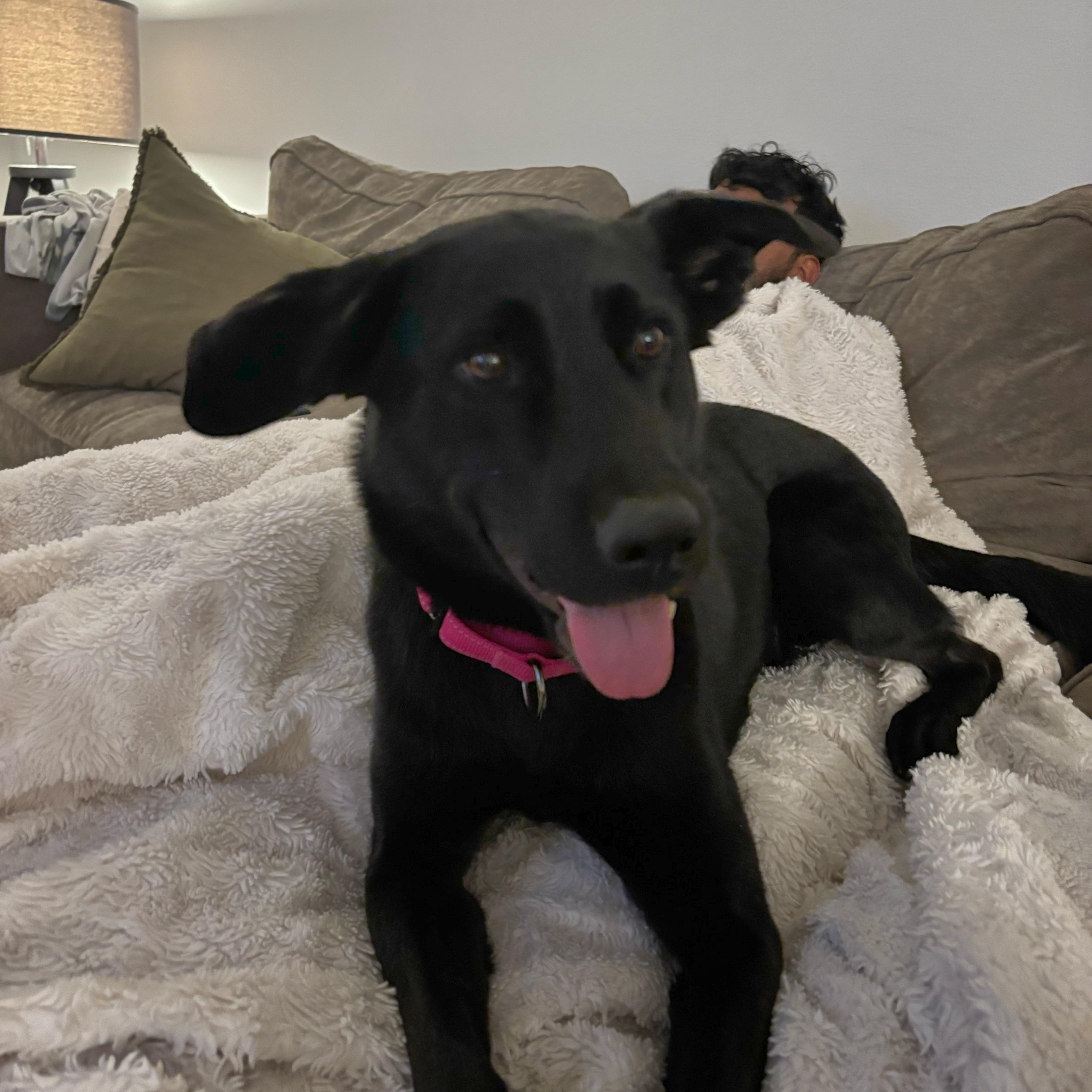 Enlarge Pippy, a Adoptable mixed breed in Dickinson, ND image 5/6