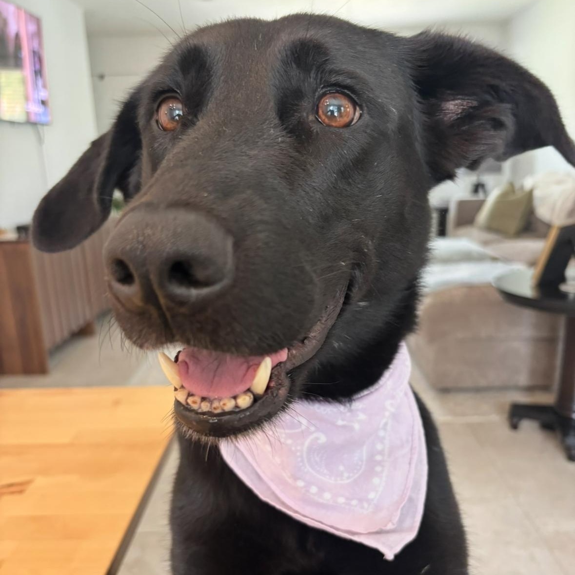 Enlarge Pippy, a Adoptable mixed breed in Dickinson, ND image 1/6