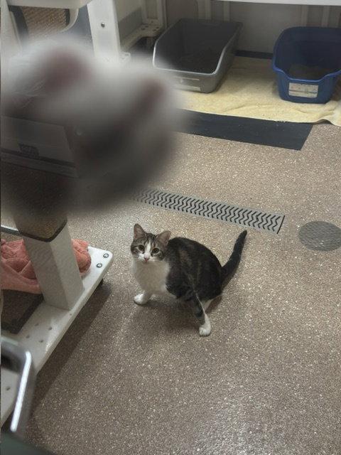 Cassie, Adoptable, Young Female Domestic Short Hair.