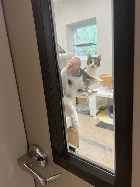 Cassie, a Adoptable Domestic Short Hair in Holland, MI image 2/3